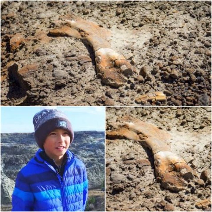 12-Year-Old Finds 69 Million-Year-Old Dinosaur Fossil While Hiking