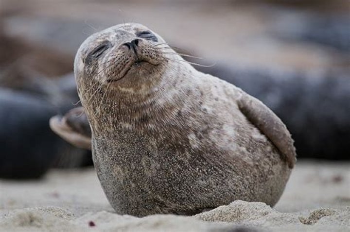 20 Animals On The Beach Who Love Summer More Than You