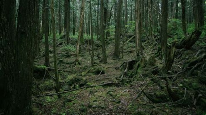 33 Interesting Facts About Japan From Samurai To The Suicide Forest