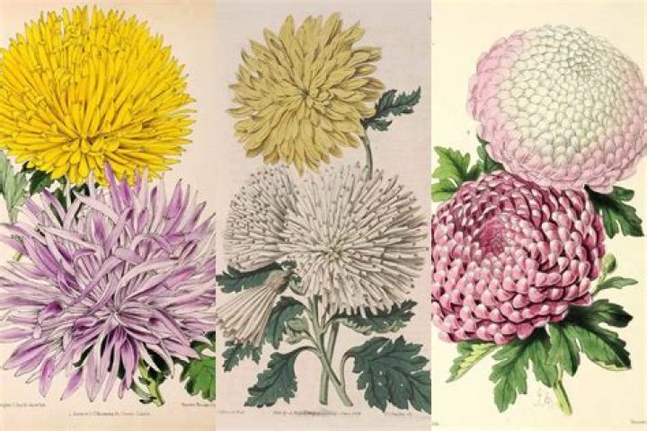 77 Vintage Drawings Of The Natural World Before Modern Photography