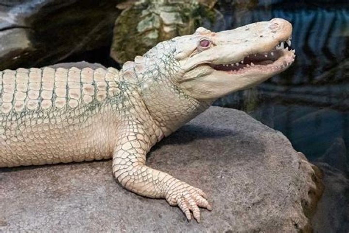 Adolf Hitler's Rumored Alligator Dies In Moscow Zoo At 84