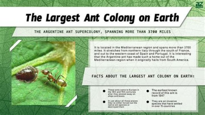 An African Ant Supercolony Is About To Invade Human Civilization