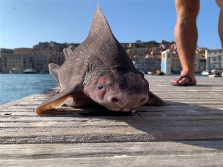 Angular Roughshark With Pig Face Pulled From The Mediterranean Sea
