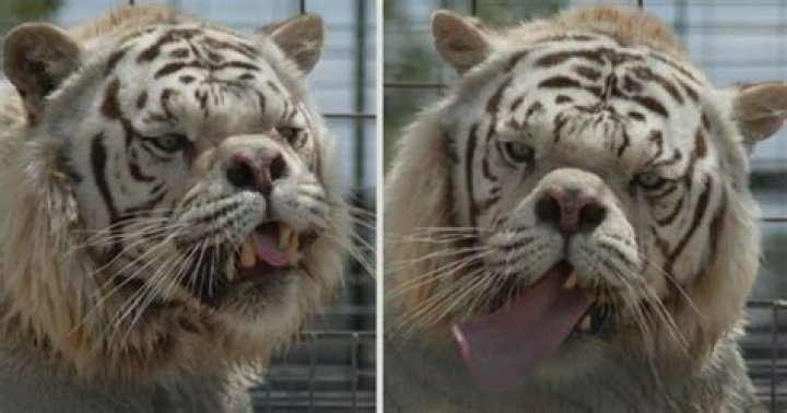 Animals With Down Syndrome: Debunking This Popular Myth
