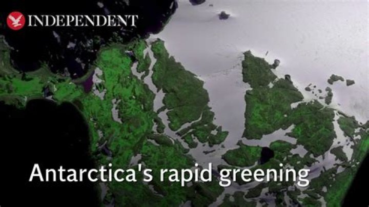 Antarctica is Turning Green at a Shocking Rate, New Report Shows