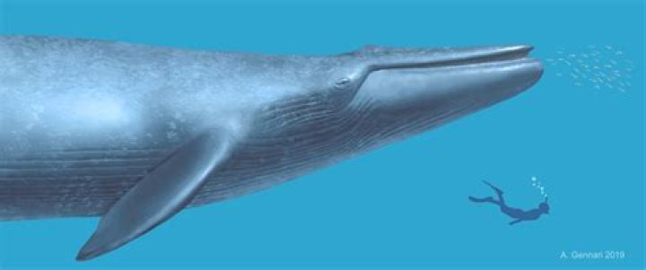 Farmer Stumbles Upon Largest Blue Whale Fossil Ever Found