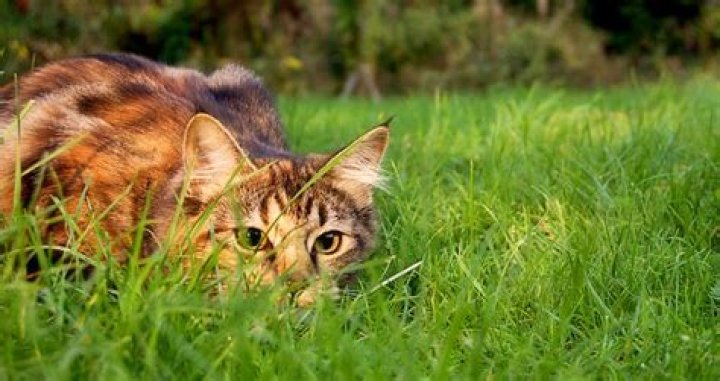 Forget Lions And Tigers, Your Housecat Is The Deadliest Feline On Earth