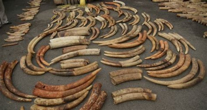 Illegal Ivory Traders Turn To Mammoth Tusks As Loophole