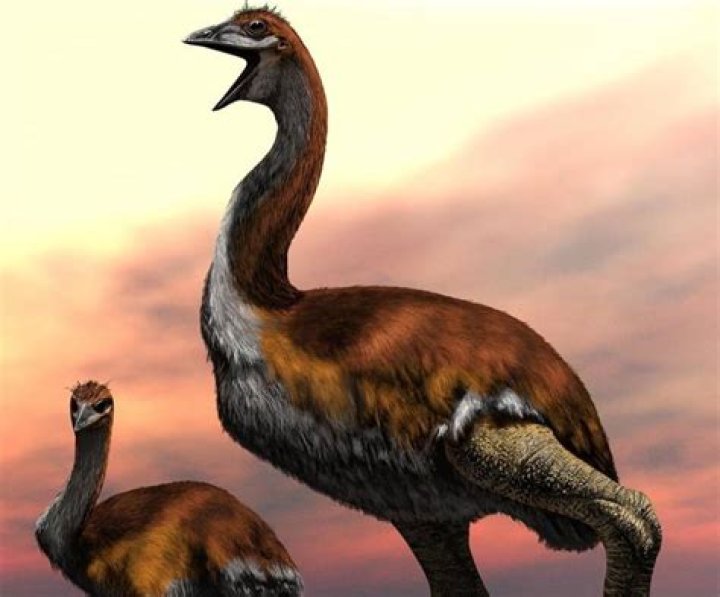 Largest Bird To Ever Exist Discovered, An Extinct 