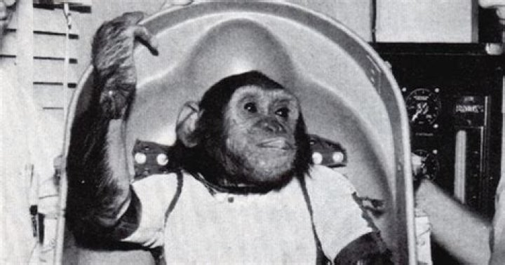Meet Enos, The First Chimpanzee To Orbit The Earth