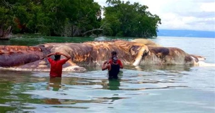 Mystery Sea Creature Washes Up In Indonesia, Turns Water Red