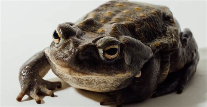 National Park Service Asks Visitors To Please Stop Licking Toads