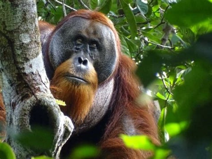 Orangutan Named 'Hope' Found Shot And Blinded By 74 Air Gun Pellets