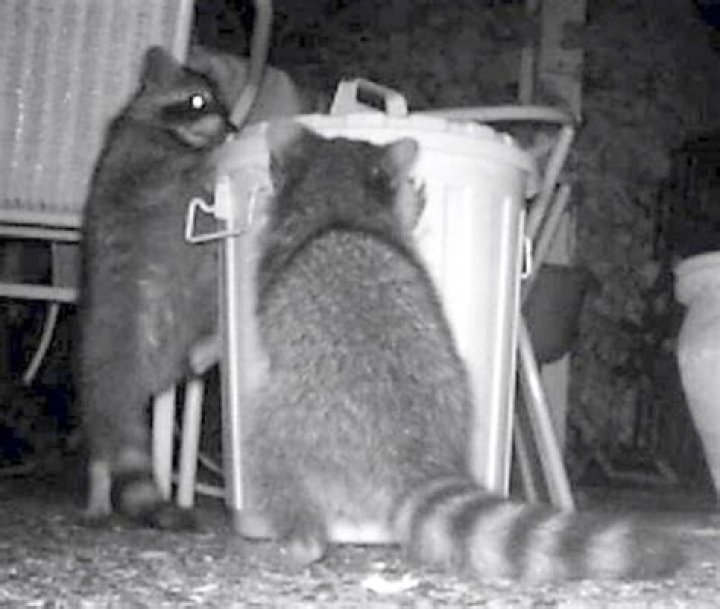 Raccoons Are Breaking Into German Homes And Stealing Beer