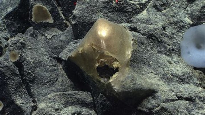 Researchers Baffled By 'Golden Egg' Found In Gulf Of Alaska