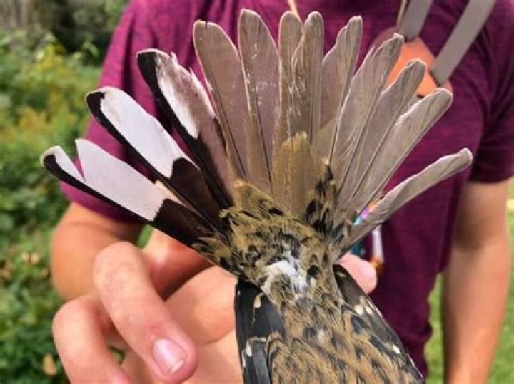 Researchers Spot Half-Male Half-Female Bird At Pennsylvania Reserve