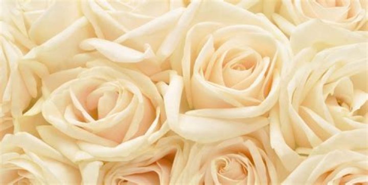 Rose Bianco – Celebsgraphy