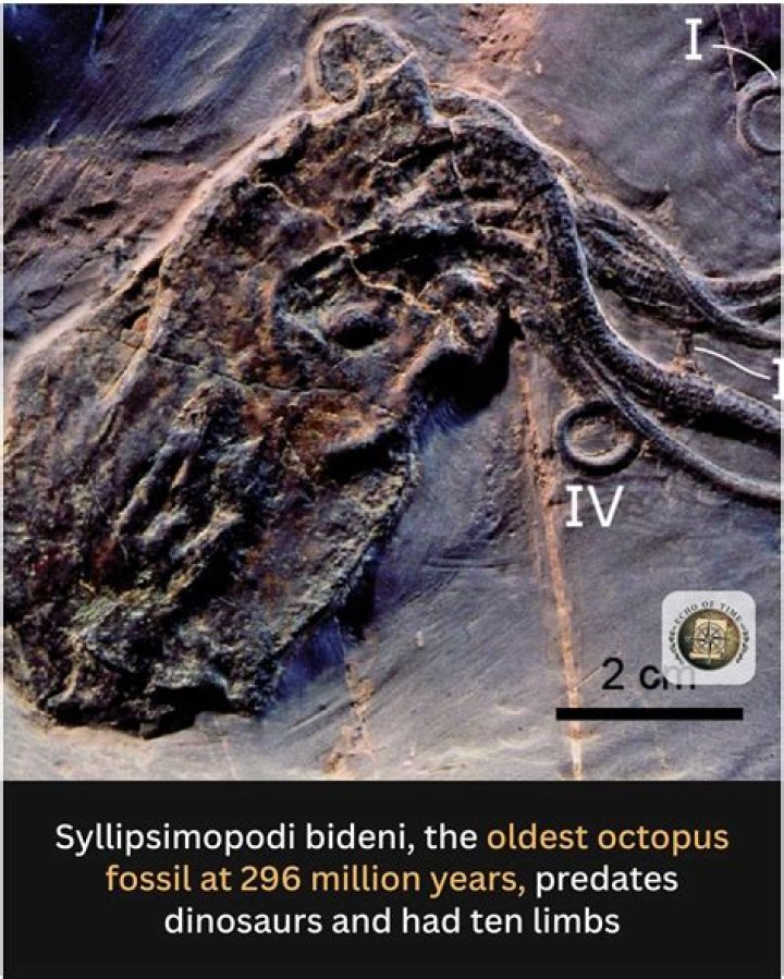 Scientists Discover Octopus Fossil That Predates The Dinosaurs