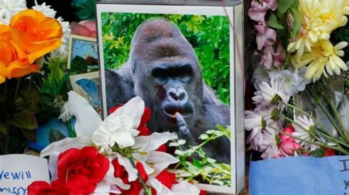 Shooting Harambe The Gorilla Was Necessary