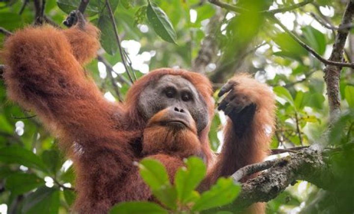 Tapanuli Orangutan Is On The Brink Of Extinction In Sumatra