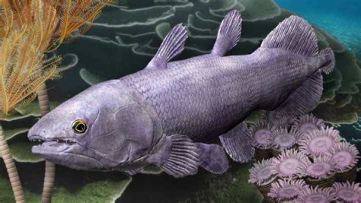 The Coelacanth, The Gigantic Prehistoric Fish That's Still Alive Today