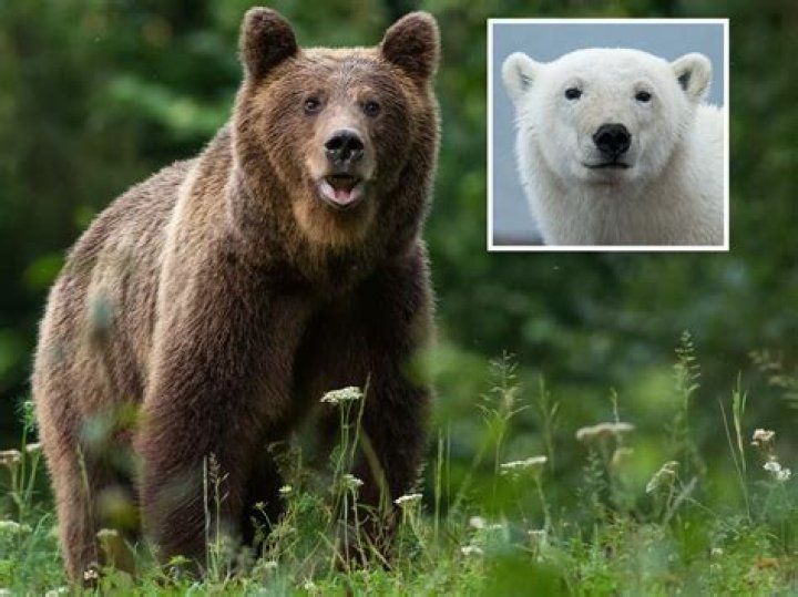 The Grizzly-Polar Bear Hybrid Taking Over The Arctic Tundra