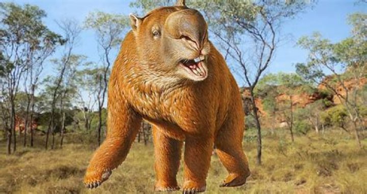 The Hippo-Sized Marsupial That Roamed Ancient Australia