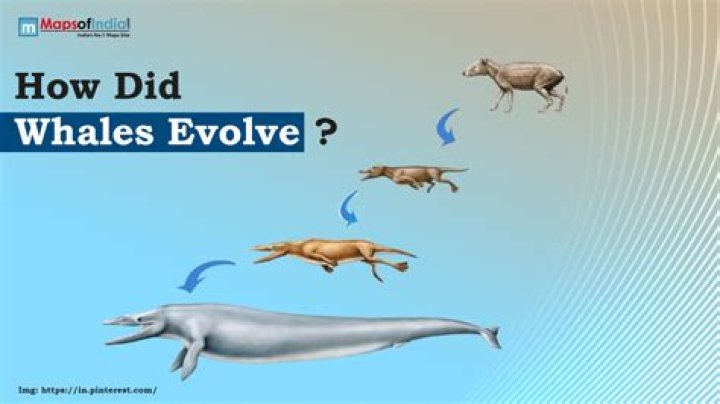 These Far Eastern Sea-Dwellers Have Evolved Into Beings Like No Other Humans On Earth