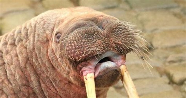 Walrus Arrives In Scarborough, Masturbates, Then Skips Town