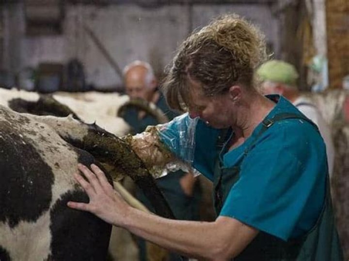 What Happened to Dr. Elizabeth Grammer in Dr. Pol? 2022