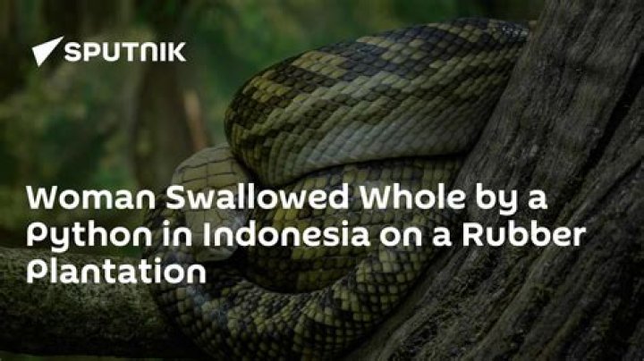 Woman Swallowed Whole By Python And Found Undigested Inside